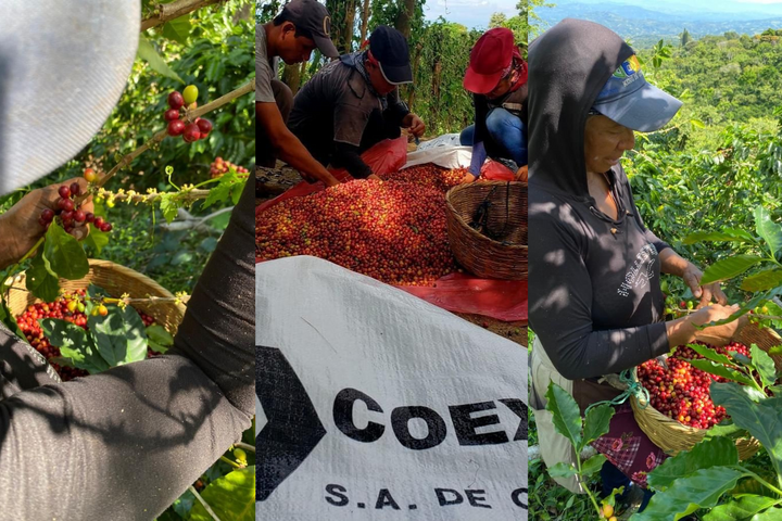 Origin Spotlight: El Salvador
