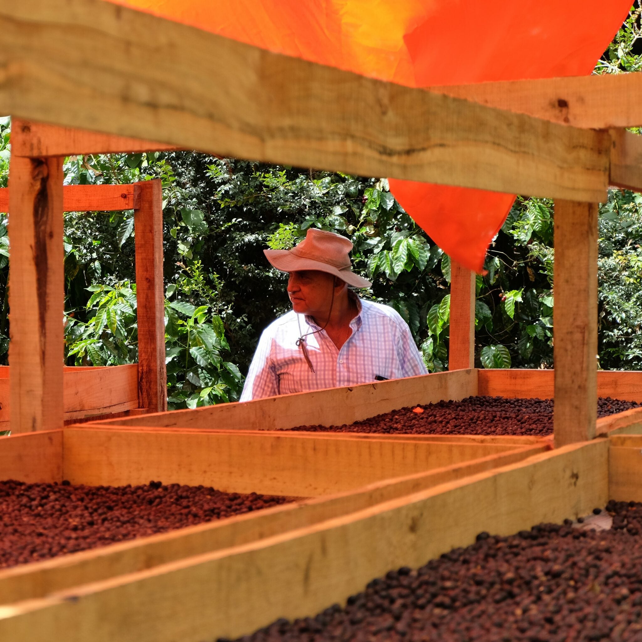 Specialty Coffee from the Monte Verde Farm in El Salvador – Bugle Call  Coffee